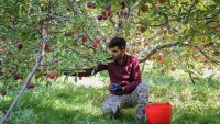 Iran exports 1 million metric tons of apple annually 이란,연간 100만톤의 사과 수출