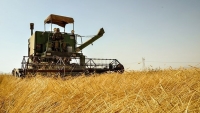 Iran&rsquo;s domestic wheat purchases exceed 5 million tons